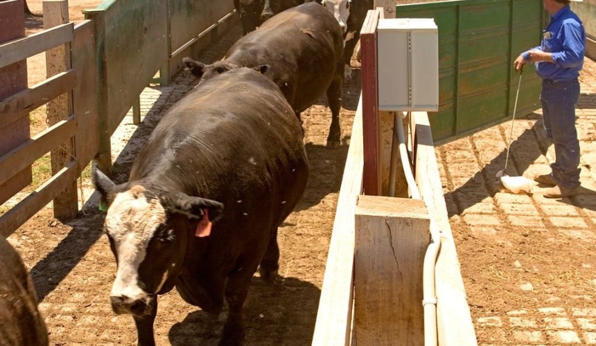 Surge in slaughter prices fails to rub-out big losses in grainfed trading budget