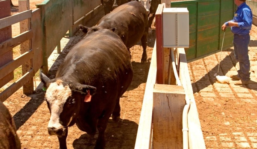 Big drop in feeder prices improves grainfed trading budget outlook