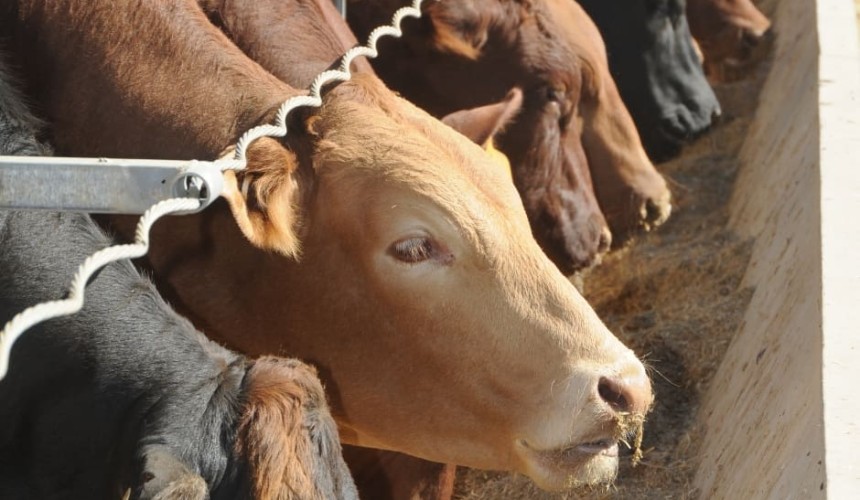Feed additive claims 30pc reduction in methane emissions in cattle