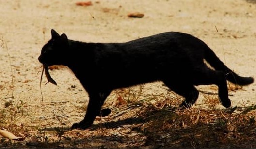 Environment: Feral cats linked to new wave of animal extinctions