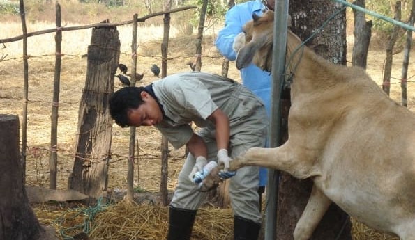 Exactly what is Foot and Mouth Disease?
