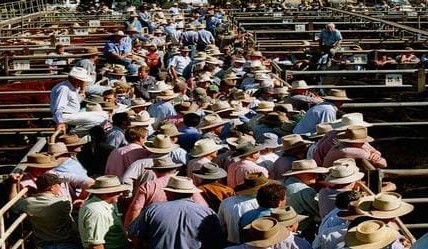 Traditional cattle ‘traders’ returning to the market, as prices soften