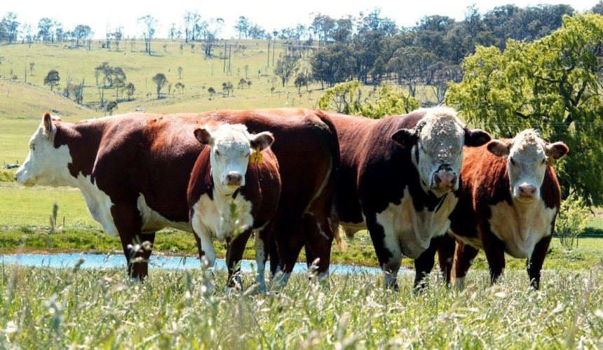 Weekly genetics review: Ensuring bulls are ready for work – beyond a simple ‘pass or fail’