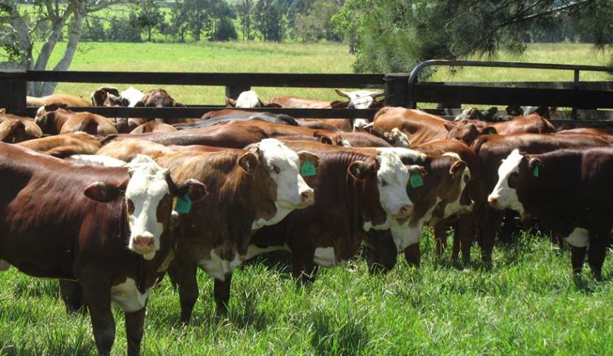 Farm-gate returns, MLA transparency in focus at Rocky senate hearing