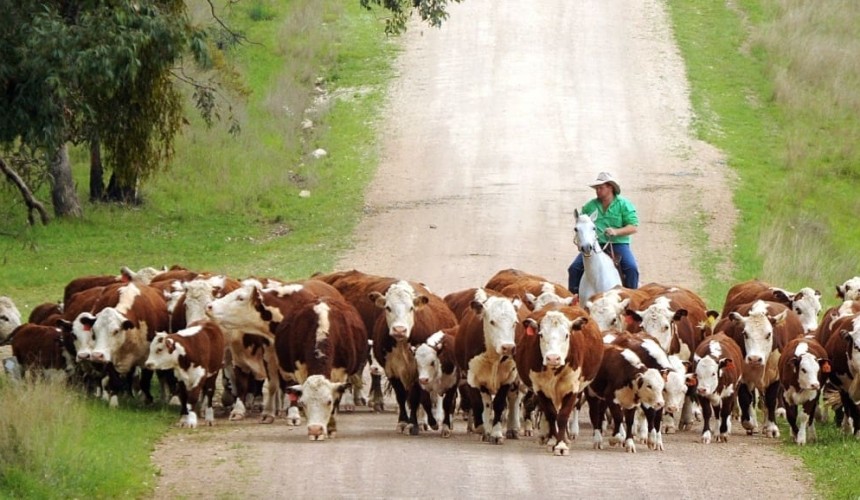 Webinar: Getting to grips with Breedplan