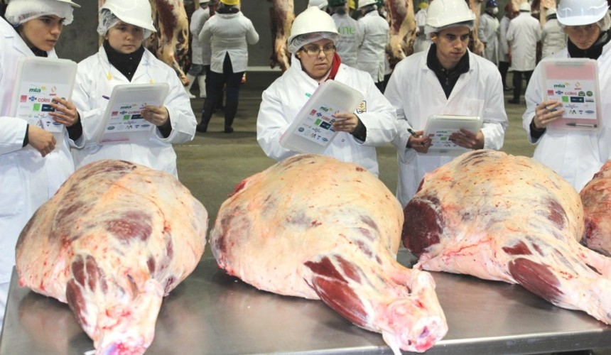 ICMJ’s annual meat judging contest kicks off