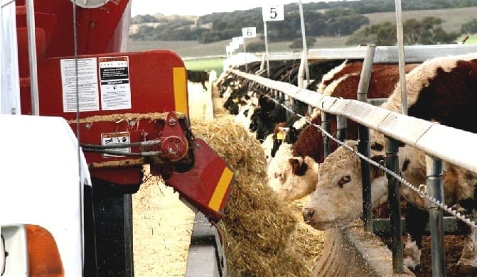 Top 25 Lotfeeders: Sorghum departs as feedlot rations evolve