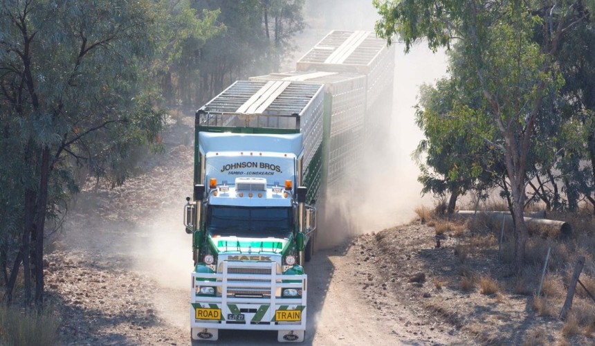 Live exporters begin sourcing heavy cattle out of southern feedlots