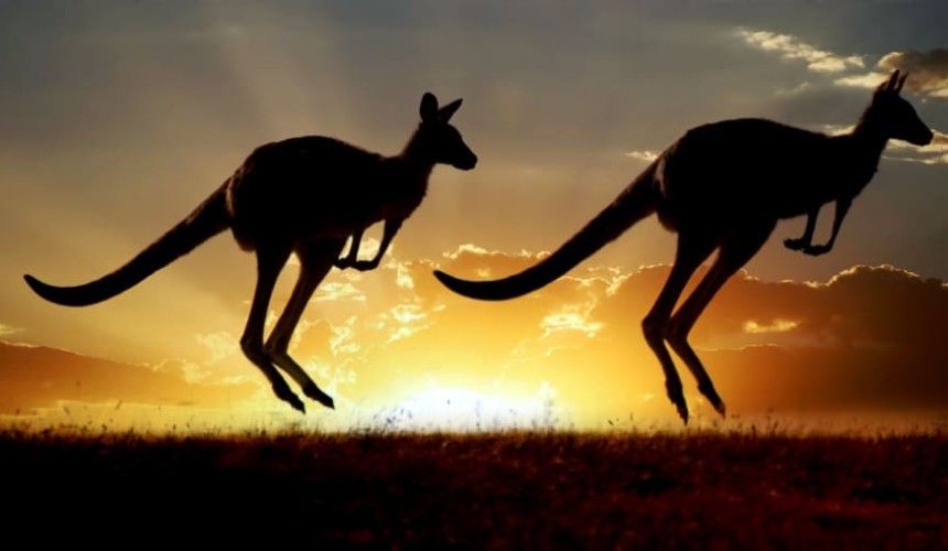 New evidence: culling kangaroos could help the environment
