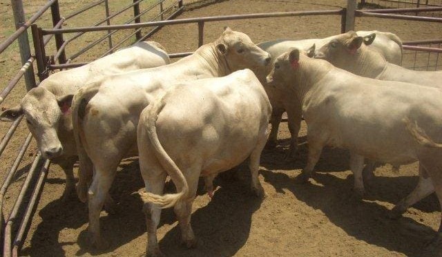 Weekly genetics review: Considerations using raw data for selection