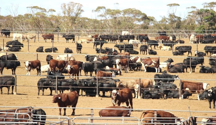 Kidman to offload its Tungali feedlot in SA