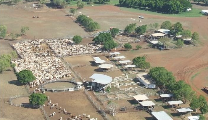 STAG Beef still alive as private venture, says De Lacy