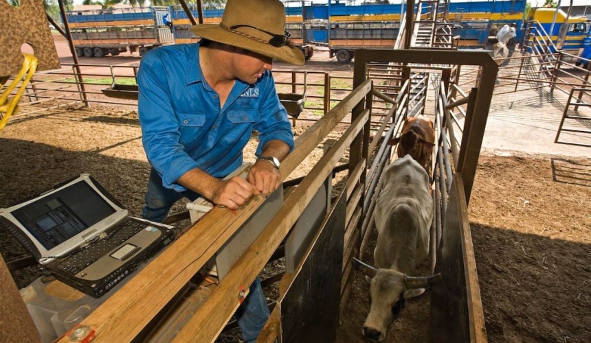 Opinion: ABARES livex report doesn’t tell full story of trade’s value