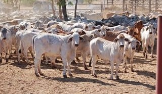 DAFF vets taking “conservative approach” with live export cattle
