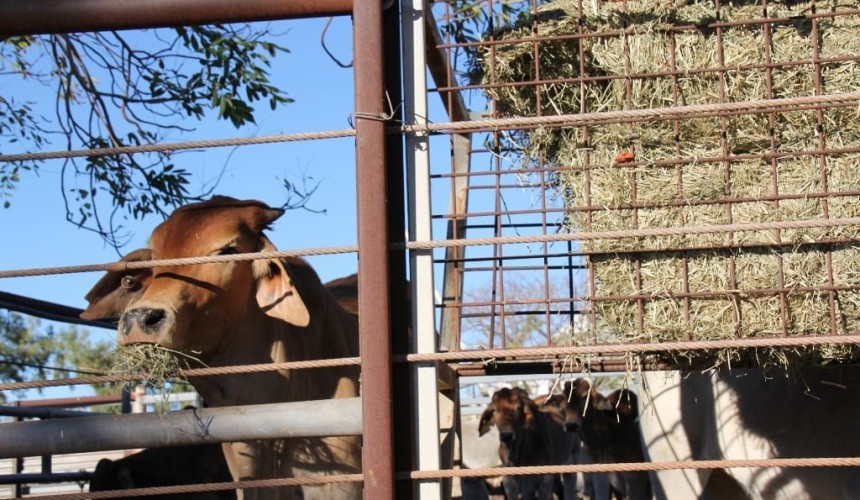 Live export prices ease