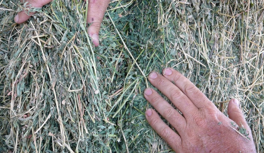 Beef herd resurgence is good news for hay and fodder growers