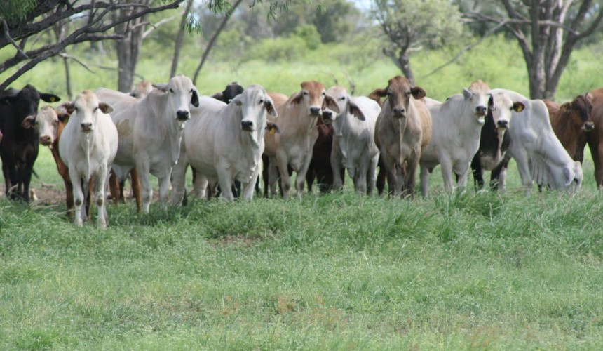 Opinion: Hypocrisy at the centre of deforestation debate