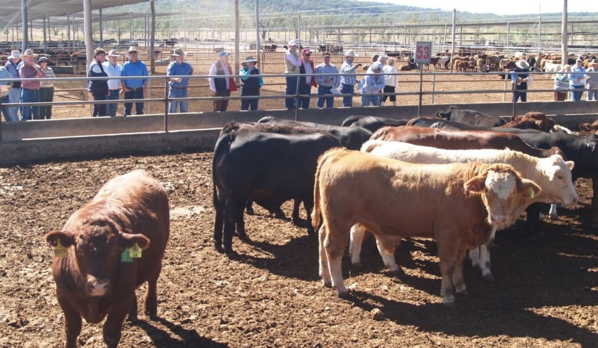 Gina adds to beef supply chain with Qld Wagyu feedlot purchase
