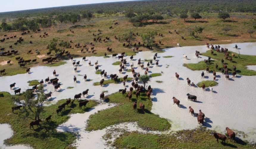 Australian super fund launches $400m late bid for Kidman