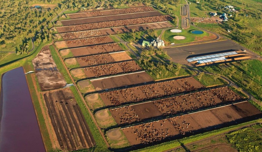 Top 25 Lotfeeders: No 14 Wainui Feedlot