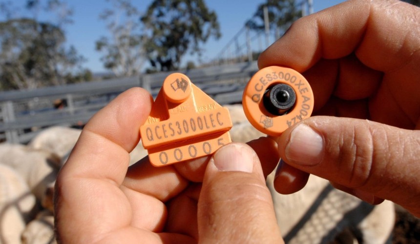 Vic NLIS tag prices lowest in Australia