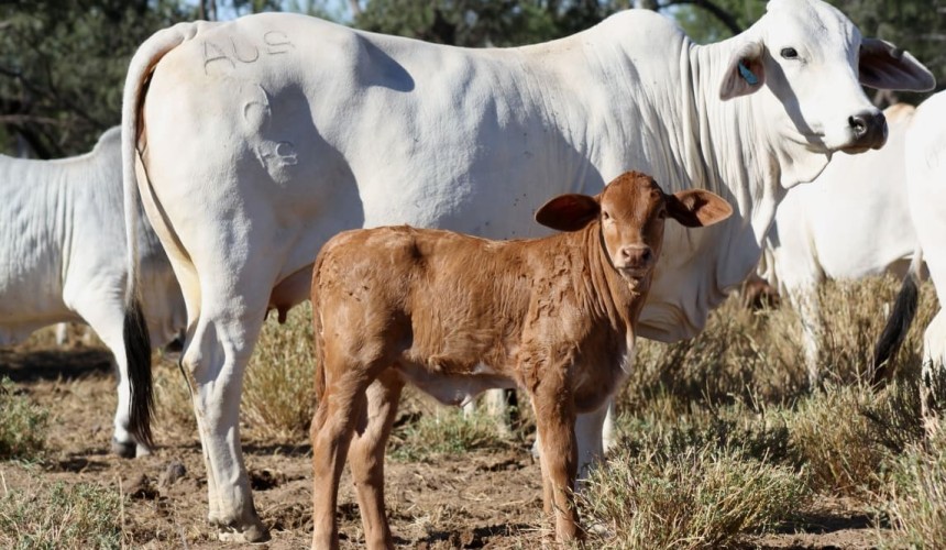 To feed or sell breeders? Decisions now will further impact forward supply
