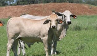 Webinar to explore reproductive disease management in cattle