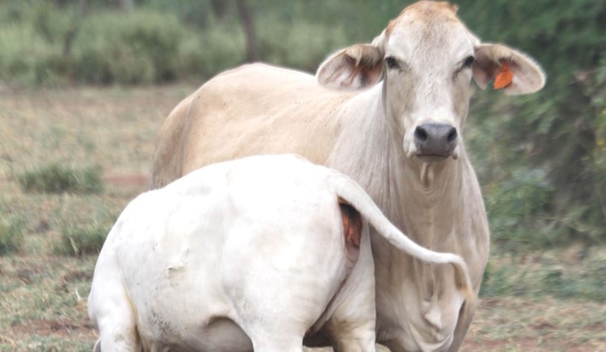 Repronomics – enabling genetic improvement in tropically adapted beef breeds