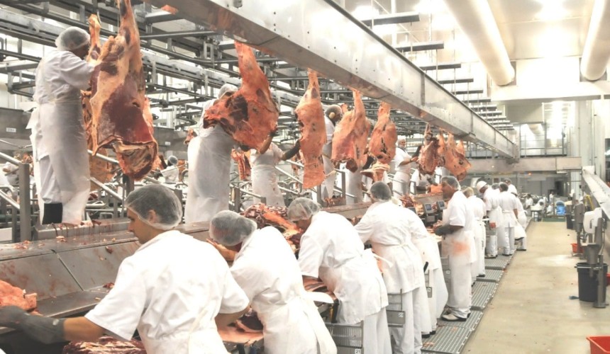 Weekly kill: Processors start scaling-up operations, as cattle numbers lift