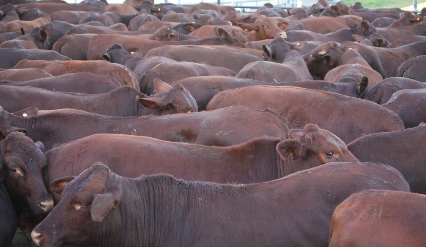 NH Foods latest to make cattle price grids available