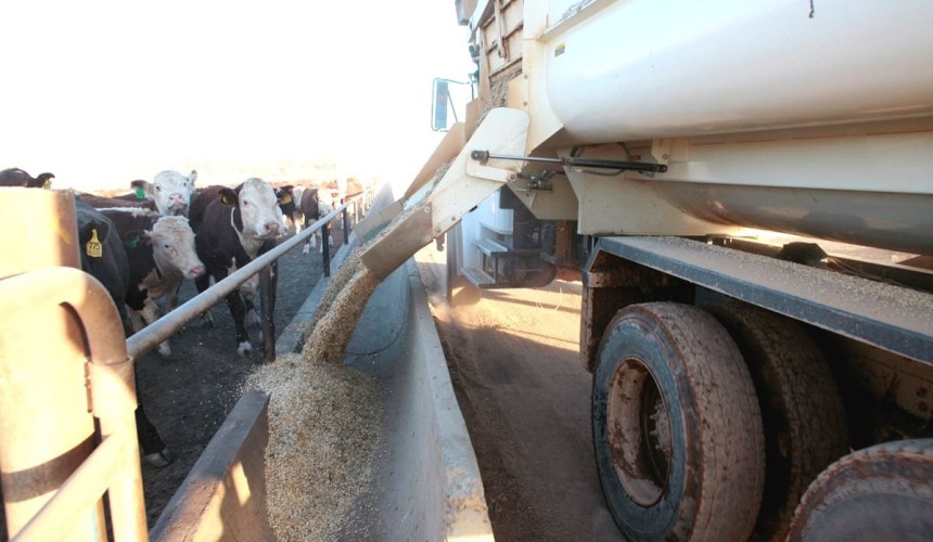 Grainfed trading budget pushes closer to profit