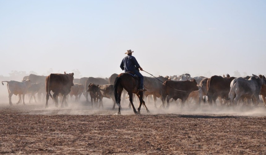 Grassfed cattle restructure breakthrough