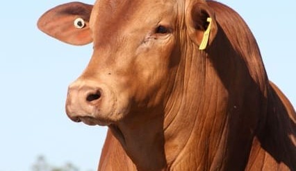 How has horn status changed over two decades among ten major beef breeds?