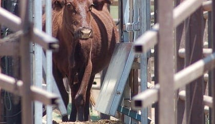 Weekly genetics review: New opportunities to capture data on farm