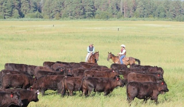 Russia could become 100,000 head/year steer market: LSS