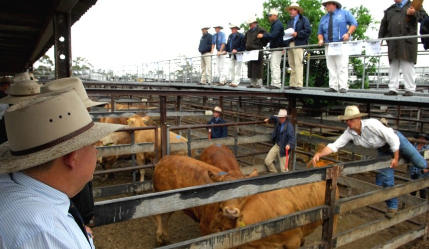Agribusiness: Stock insurance provider expands with Qld business purchase
