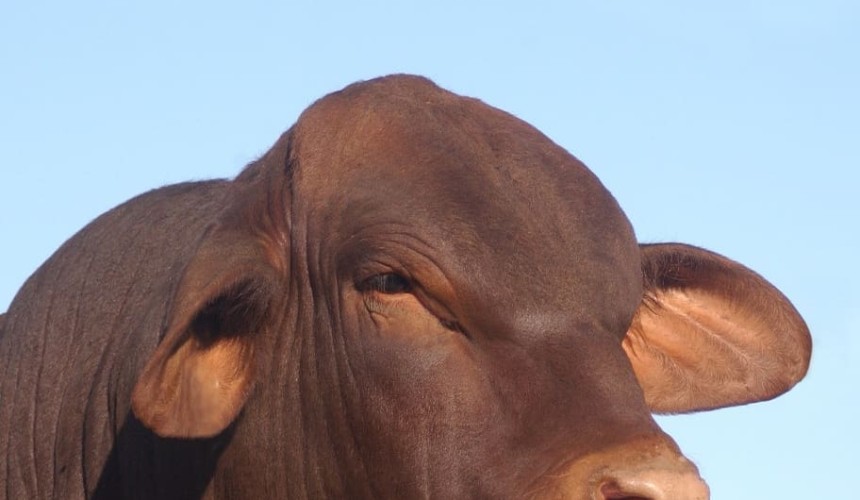 What’s in store for Spring bull selling season 2015?