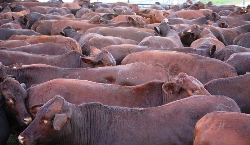 What do we know about Myostatin (double muscling) in tropical herds?