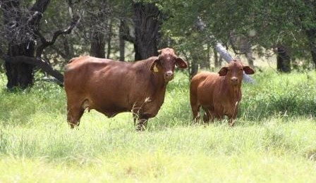Weekly Property Review – Can pasture condition influence property value?