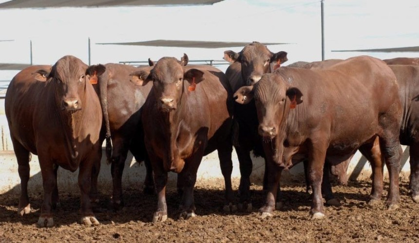 Feeder cattle market: Prices ending 2024 on higher note