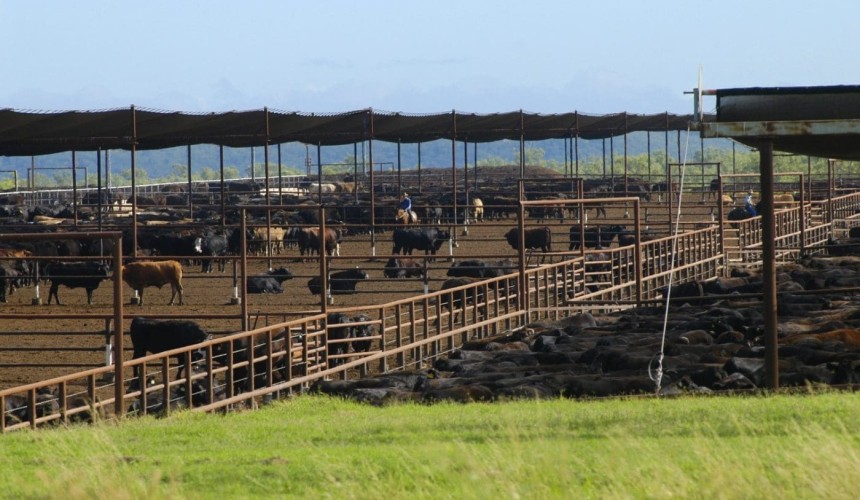 Feedlot shade goal on track: ALFA