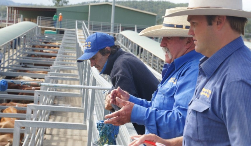 Artificial intelligence coming to a saleyard near you