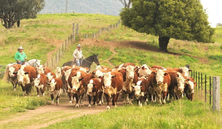Is cattle selection for longevity a viable proposition?