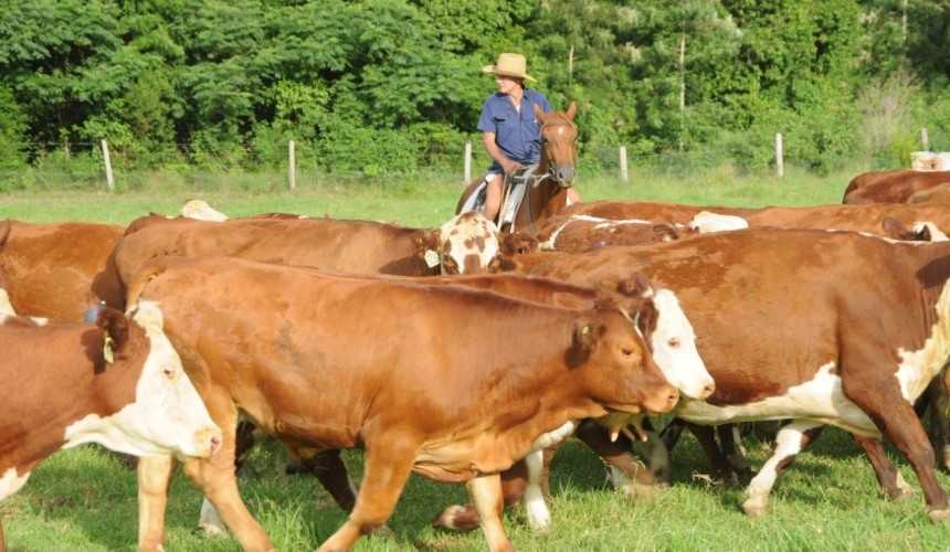 Tougher southern season limits cattle sales