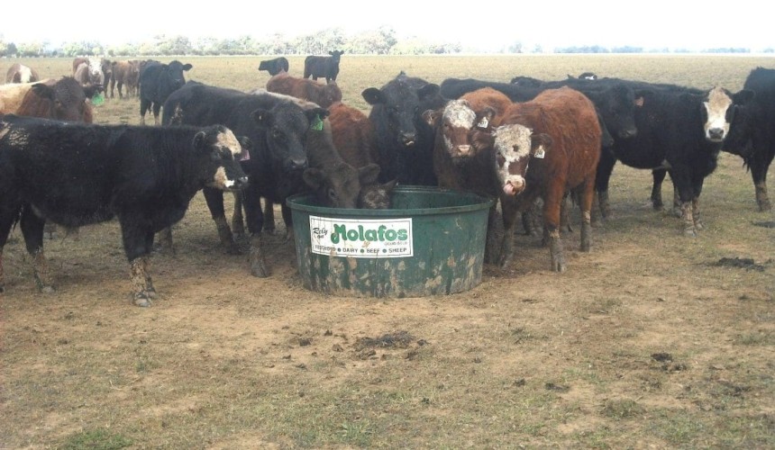 GrainCorp’s Performance Feeds takeover creates liquid supplement giant