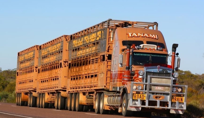 North sees ‘direct, competitive price tension’ between processors and livex