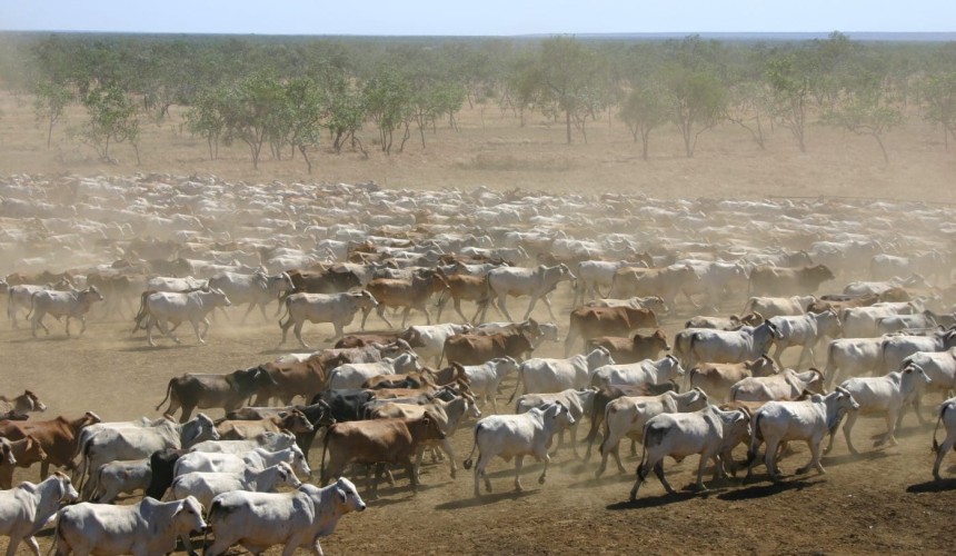 Quarter of NT pastoral land now foreign owned