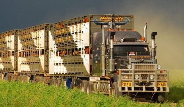 Regulator cuts red tape for Class 3 livestock vehicle permits