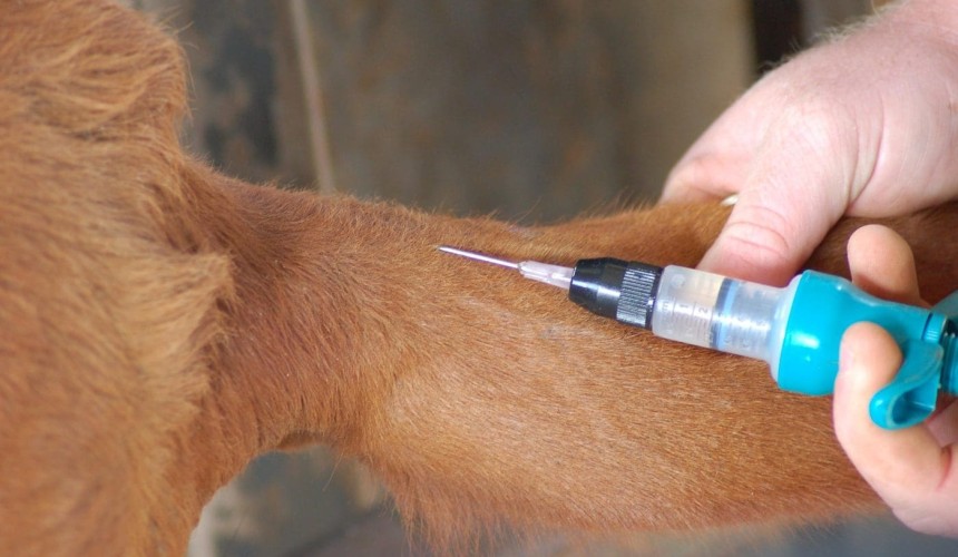 Research grant will help progress cattle disease vaccines