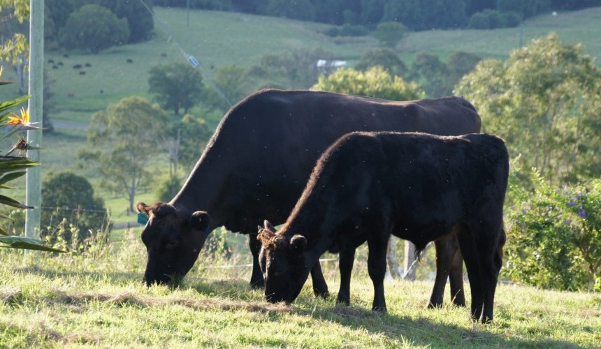 Japanese Wagyu genetics smuggling attempt foiled